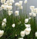 Хлопок. Фото.