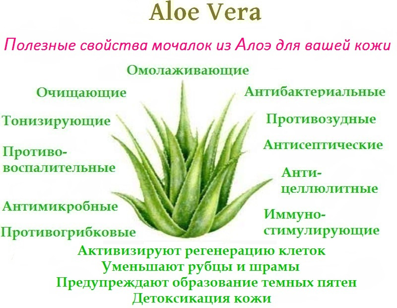 Полезные свойства Алоэ Вера для вашей кожи. Фото.